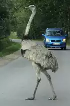 Nach dem Pfeifsignal geht es los. Der Hahn stolziert voller Brust ber die Strae, wo inzwischen der Verkehr zum Stehen kam. Die Kken sind vor meinem Auto aus dem Innenraum nicht mehr zu erkennen. Das Aussteigen wre sehr gefhrlich und wrde zum Kampf mit dem Hahn fhren. Grad fr Radfahrer und Hunde ist das eine groe Gefahr. Aber die Menschen aus den Drfern haben sich inzwischen mit den hier heimisch gewordenen Laufvgeln arrangiert.