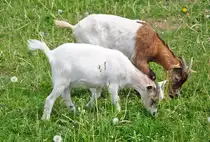 Ziegen beim Fressen auf der Weide - 11.05.2011
