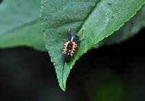 Marienkferlarve, sieht aus wie Mini-Panzerechse, offensichtlich beim Verzehr von Blattlusen - 10.06.2011