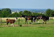 Lama im  Clinch  mit den Pferden auf der Nachbarkoppel - 27.06.2011
