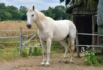 Schimmel auf der Koppel (Gott sei Dank kein Schimmel in der Wohnung) - 10.07.2011