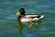 Stockenten-Erpel auf dem Zlpicher See - 29.05.2011