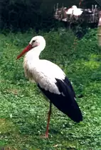 Storch im Allwetterzoo (M�NSTER/Deutschland, 29.06.1999) -- eingescanntes Foto