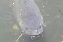 Karpfen im Nrnberger Tiergarten, aufgenommen am 27.7.2011