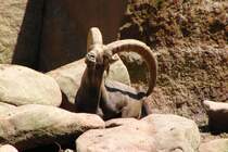 Steinbock mit imposantem Geweih, aufgenommen im Nrnberger Tiergarten am 27.7.2011