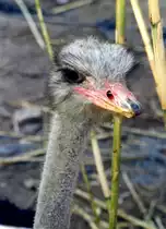 Strau� in einer Strau�enfarm  (ALVOR, Distrikt Faro/Portugal, 28.09.1999) -- eingescanntes Foto