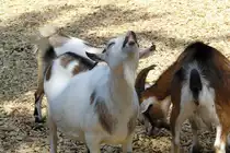  Meckerziege  aufgenommen im Nrnberger Tiergarten am 27.7.2011