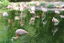 Flamingos im Nrnberger Tiergarten, aufgenommen am 27.7.2011