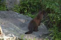Europischer Nerz im Ranua Zoo/Lappland/Finnland. (12.06.2011)