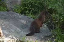 Europischer Nerz im Ranua Zoo/Lappland/Finnland. (12.06.2011)