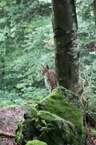 Das Bild des Tages war schon nach kurzer Zeit im Kasten: Der Luchs im Tierfreigehege im Bayerischen Nationalpark streift durch sein Revier und sitzt hinter einem Felsen den Fotografen Modell. 30.07.11