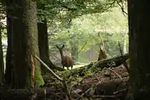 Neugierig blickt eine Hirschkuh im Bayerischen Nationalpark zu den Besuchern her�ber. 30.07.11