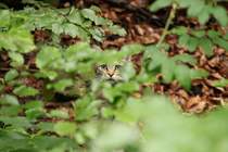 Eine Wildkatze im Bayerischen Nationalpark beobachtet die Besucher mit lauerndem Blick. 30.07.11