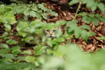 Eine Wildkatze im Bayerischen Nationalpark beobachtet die Besucher mit lauerndem Blick. 30.07.11