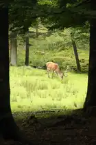 Friedlich �st ein Hirsch im Bayerischen Nationalpark. 30.07.11