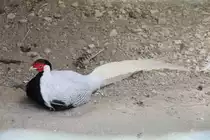 M�nnlicher Silberfasan (Lophura nycthemera) am 16.6.2010 bei Montemor-o-Velho (Europaradise Parque Zool�gico).