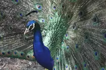 Blauer Pfau (Pavo cristatus) am 16.6.2010 bei Montemor-o-Velho (Europaradise Parque Zool�gico).