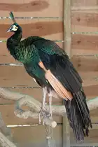 Malaiischer �hrentr�gerpfau (Pavo muticus muticus) am 16.6.2010 bei Montemor-o-Velho (Europaradise Parque Zool�gico).