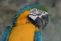 Gelbbrustara (Ara ararauna) am 16.6.2010 bei Montemor-o-Velho (Europaradise Parque Zool�gico).