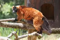 Roter Vari (Varecia rubra) am 16.6.2010 bei Montemor-o-Velho (Europaradise Parque Zool�gico).