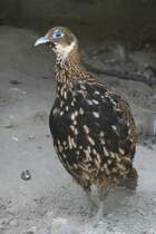 Weiblicher Himalaya-Glanzfasan (Lophophorus impejanus) am 16.6.2010 bei Montemor-o-Velho (Europaradise Parque Zoolgico).