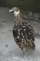 Weiblicher Himalaya-Glanzfasan (Lophophorus impejanus) am 16.6.2010 bei Montemor-o-Velho (Europaradise Parque Zool�gico).
