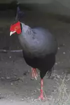 M�nnlicher Pr�latfasan (Lophura diardi) am 16.6.2010 bei Montemor-o-Velho (Europaradise Parque Zool�gico).