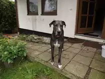 Unsere Deutsche Dogge Fiene am 1. August 2011 in Chemnitz