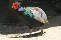 Buntfasan (Phasianus versicolor) am 16.6.2010 bei Montemor-o-Velho (Europaradise Parque Zool�gico). 