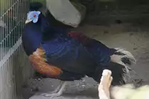 Feuerr�ckenfasan (Lophura ignita ignita) am 16.6.2010 bei Montemor-o-Velho (Europaradise Parque Zool�gico).