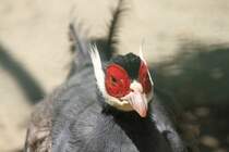 Blauer Ohrfasan (Crossoptilon auritum) am 16.6.2010 bei Montemor-o-Velho (Europaradise Parque Zoolgico).
