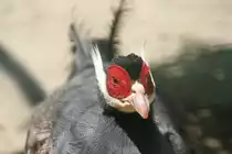 Blauer Ohrfasan (Crossoptilon auritum) am 16.6.2010 bei Montemor-o-Velho (Europaradise Parque Zool�gico).
