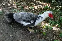 Warzenente am 16.6.2010 bei Montemor-o-Velho (Europaradise Parque Zool�gico).