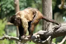 Gehaubte Kapuziner (Cebus apella) am 16.6.2010 bei Montemor-o-Velho (Europaradise Parque Zool�gico).