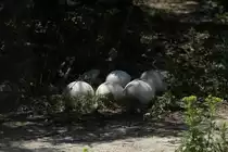 Unbewachte Strau�eneier am 16.6.2010 bei Montemor-o-Velho (Europaradise Parque Zool�gico).