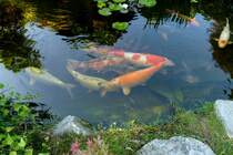 Kois in einem Privatteich in Sddeutschland, Aug.2011