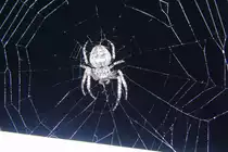 Spinne bei Nacht, genaue Gattung wei� ich nicht. aufgenommen am 5.8.2011 bei mir Zuhause