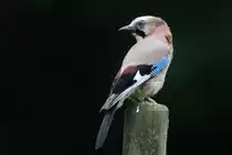 Eichelh�her auf einem Gartenzaunpfahl am 17.6.2011.