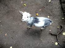 Afrikanische Zwergziege am 9.8.2011 im Tierpark Gera.