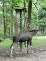 Ein Elch in Triepark Gera