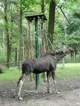 Ein Elch in Triepark Gera