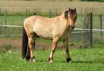 Pferd auf einer Weide in EU-Wi�kirchen - 28.06.2011