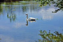 Schwan in der Iller in Fischen/Allgu - 16.07.2011