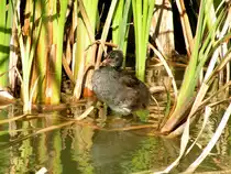 Bl�sshuhnk�ken im Park der Autostadt (WOLFSBURG/Deutschland, 31.08.2005)
