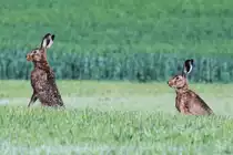 �berraschte Feldhasen, die nach Ruhest�rung die Flucht ergriffen.
Beobachtet am 7.5.2011, an einem Waldrand bei K�sbach, in der N�he von Murrhardt.