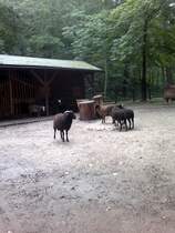 Schafe am 9.8.2011 im Tierpark Gera.