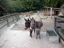 2 Esel. Am 9.8.2011 in Tierpark Gera