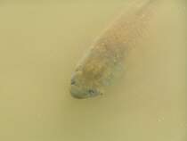 Karpfen in einem Teich der Autostadt (WOLFSBURG/Deutschland, 31.08.2005)