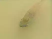 Karpfen in einem Teich der Autostadt (WOLFSBURG/Deutschland, 31.08.2005)