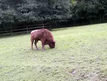 Wisent in Tierpark Gera